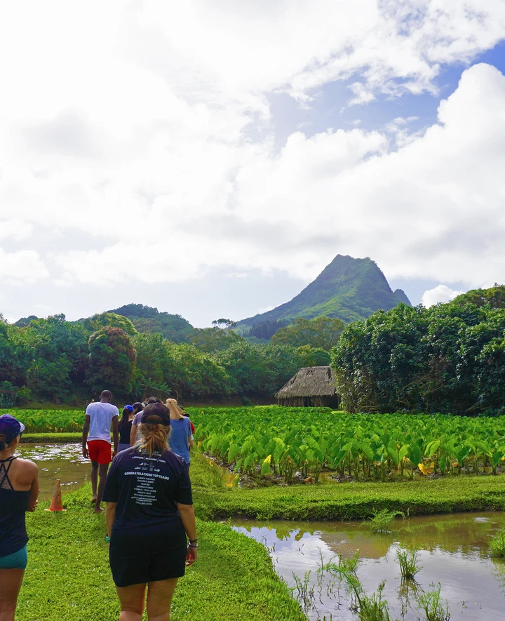 Students visiting a taro farm