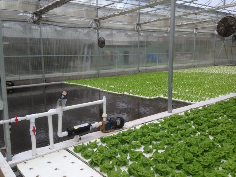 Greenhouse growing lettuce in water