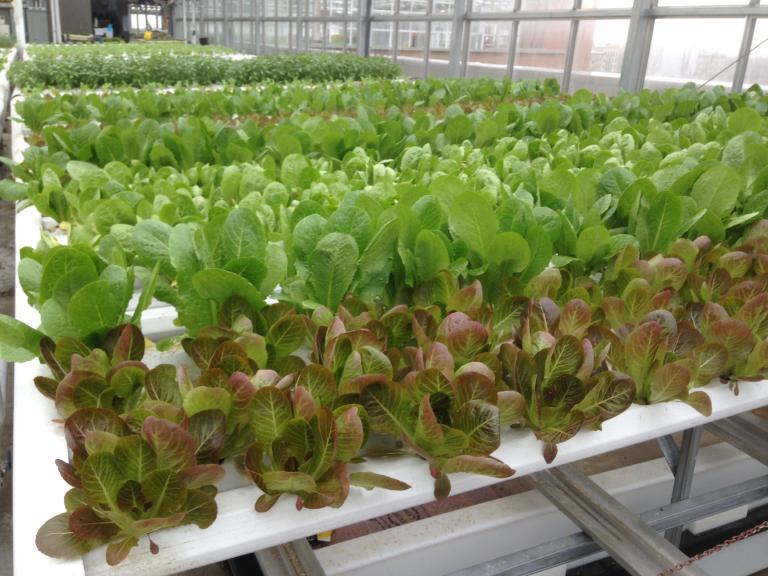 Greenhouse with rows of lettuce