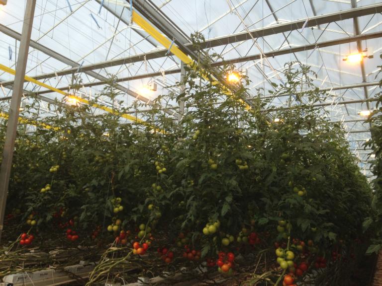Greenhouse with rows of vertical tomato plants