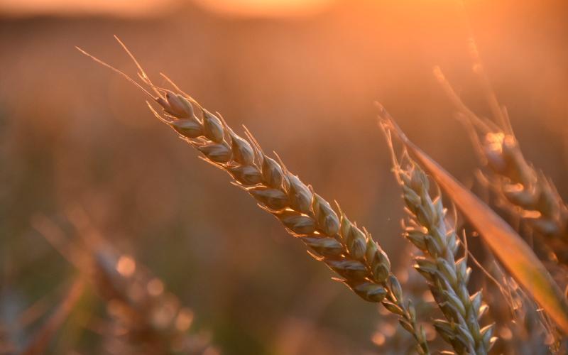 Wheat