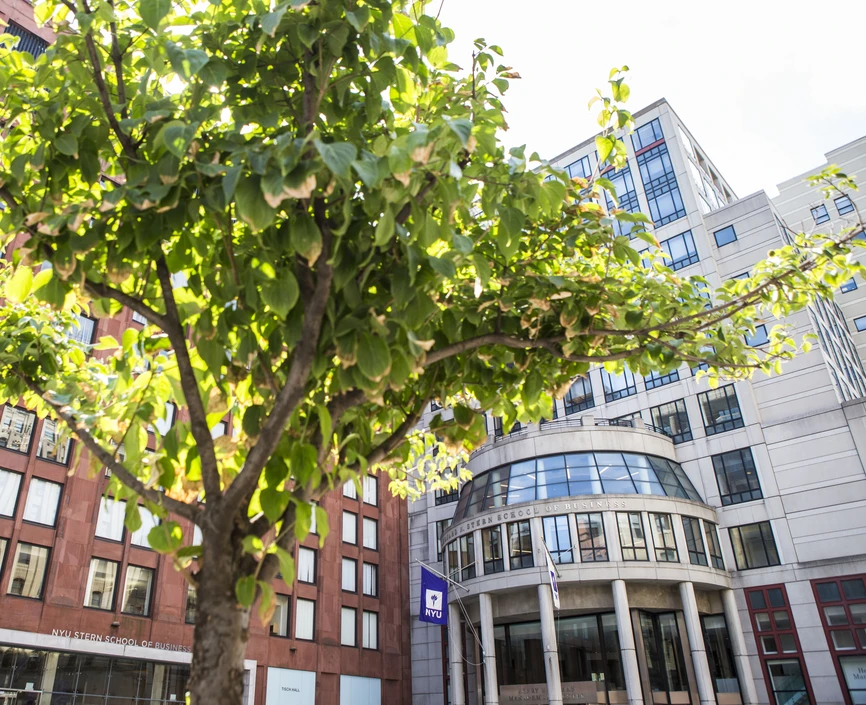 Tree in front of the entrance to Stern NYU
