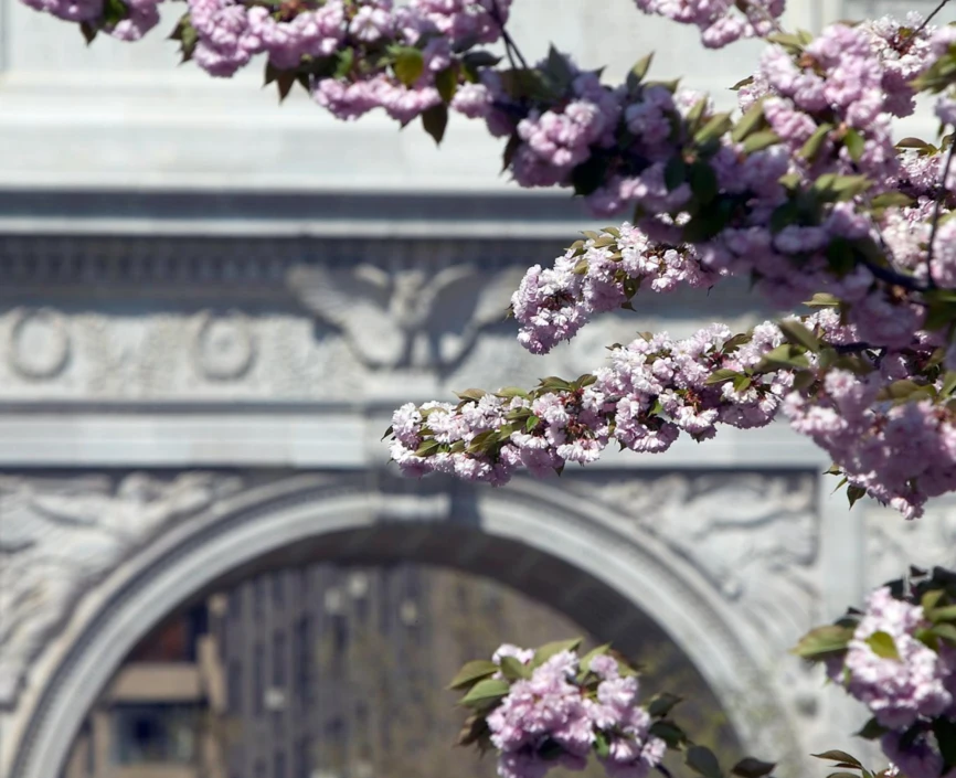 Cherry blossoms in Washington Square Park