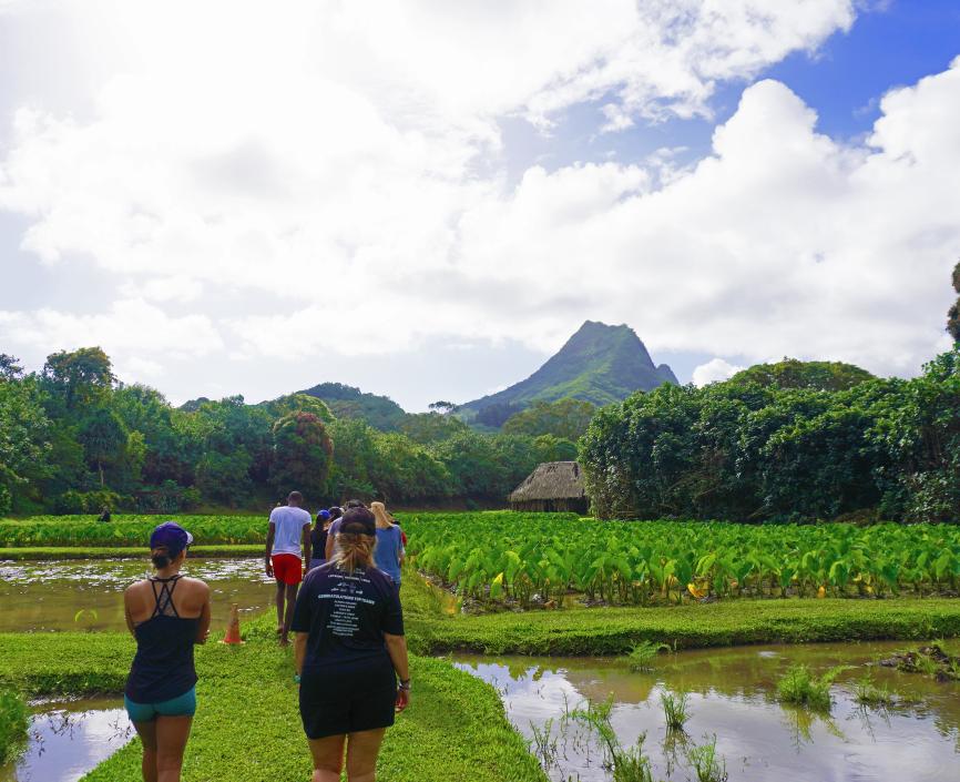 Students visiting a taro farm