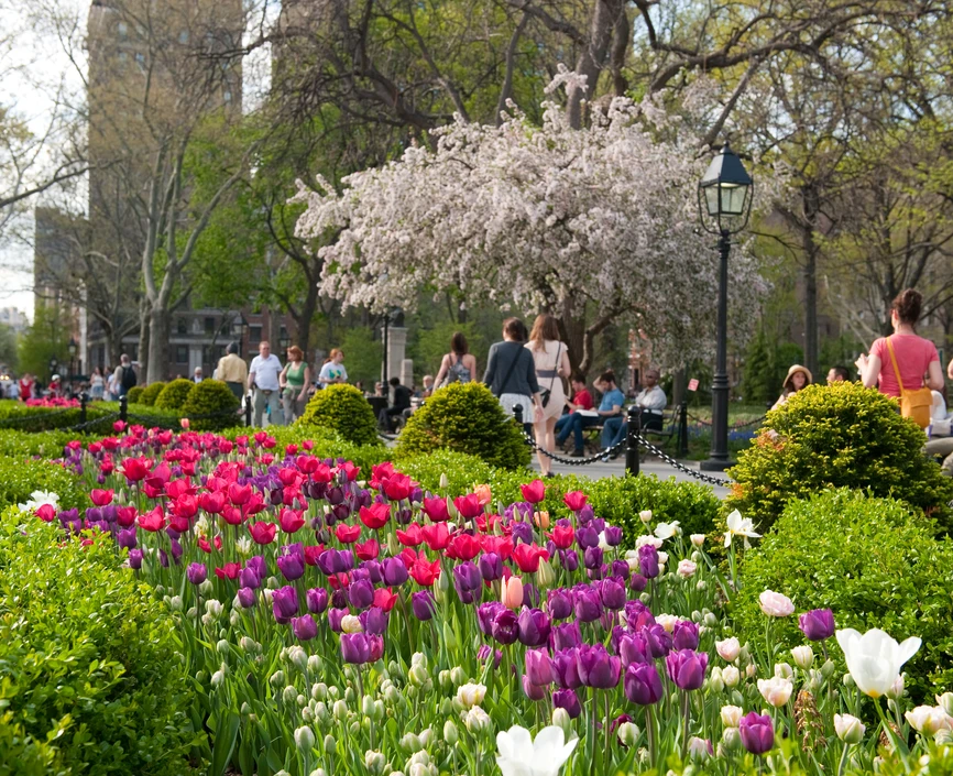 Flowers in Washington Square Park