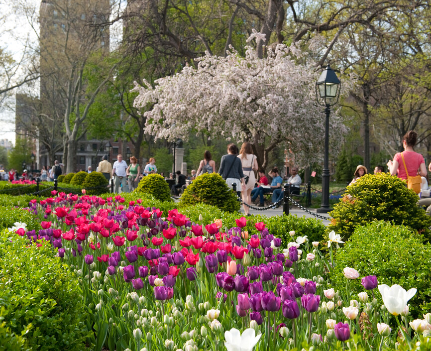 Flowers in Washington Square Park