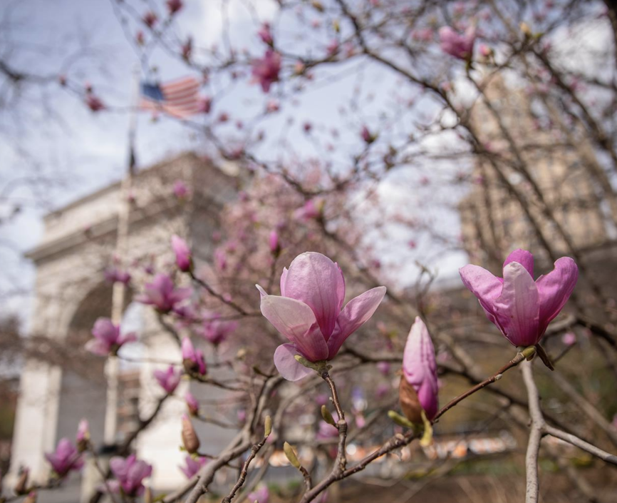 Flowers in the Washington Square Park in front of the arch