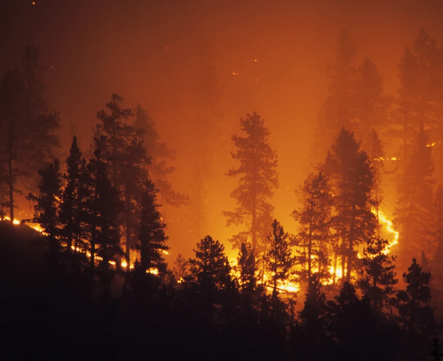 Forest Fire
