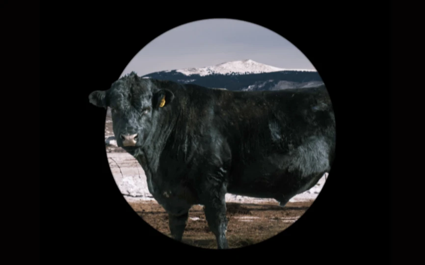 Deloitte food and ag cover with cow