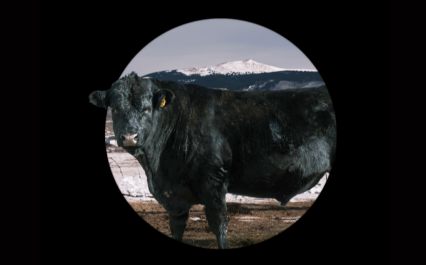 Deloitte food and ag cover with cow