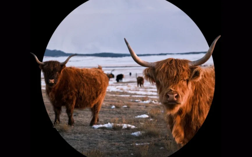 Deloitte food and ag cover with cow