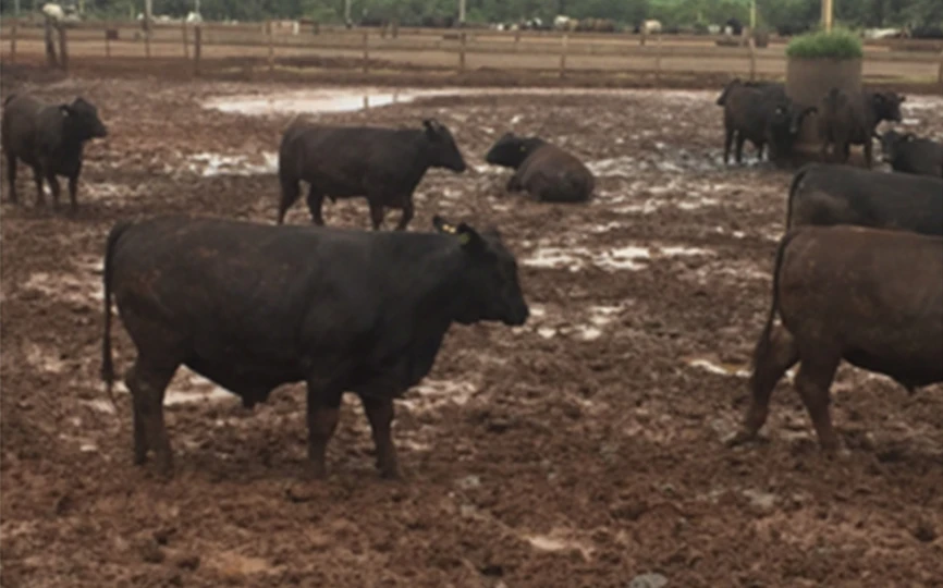 Brazil cattle