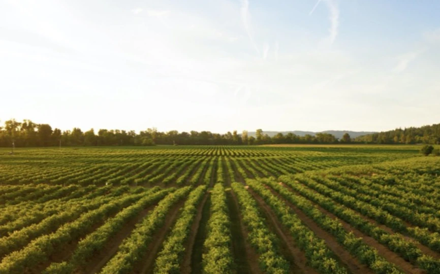 Agrifood