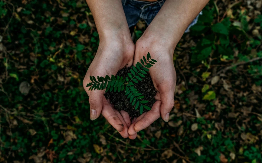 Hands holding a plant in soil