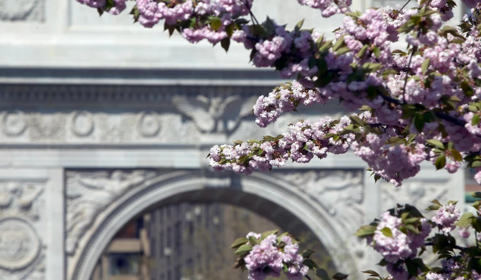 Cherry blossoms in Washington Square Park