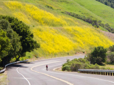 three bears loop orinda