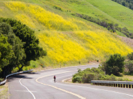 three bears loop orinda