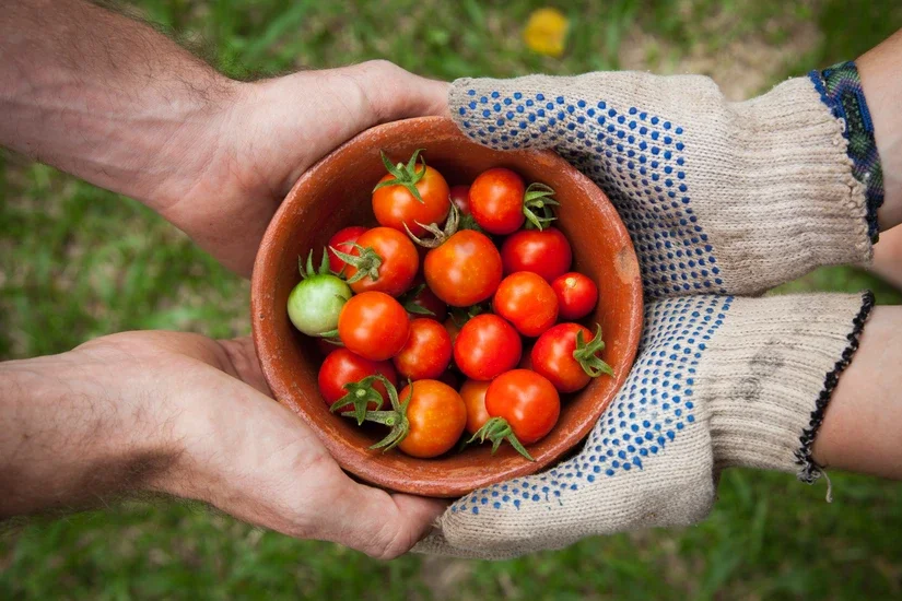two pairs of hands holding a bowl of tomatoes