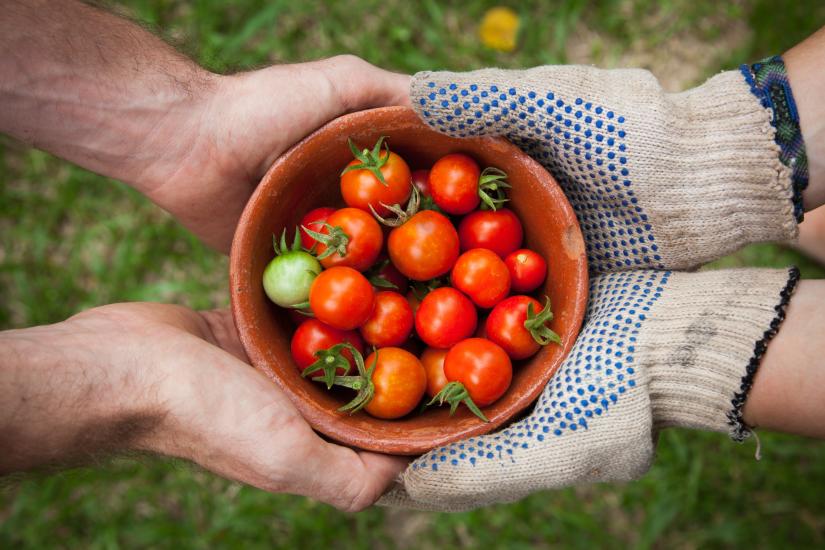 two pairs of hands holding a bowl of tomatoes