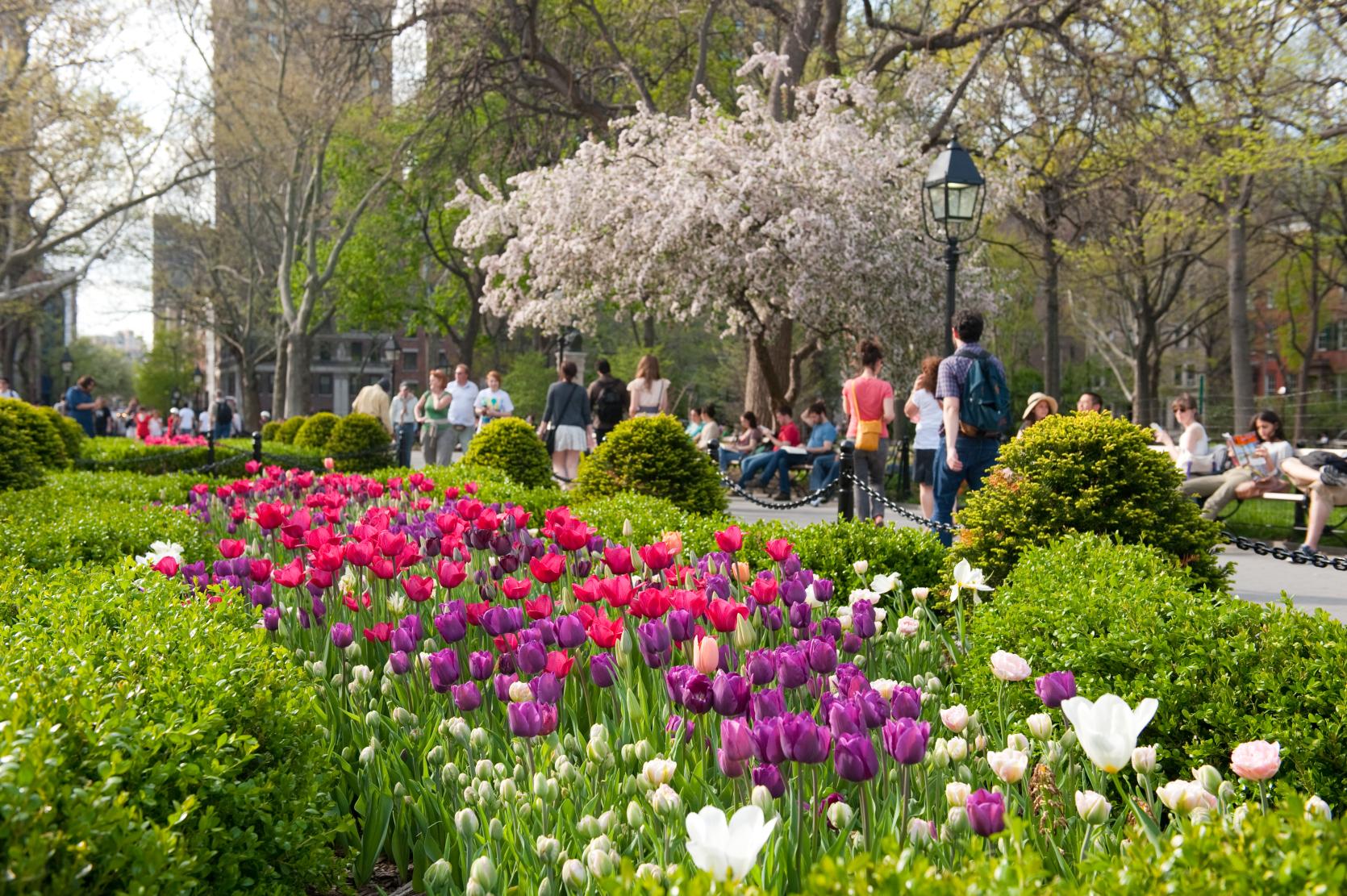 Tulips in the park